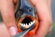 [VIDEO] Gadis di Brasil Ini Memancing Ikan Piranha dengan Usus 