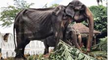Kenalkan Tikiri, Gajah Kurus Kering Dipaksa Kerja dan Dirantai Kakinya
