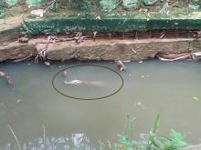 Sejumlah Buaya Muncul di Tengah Kota, Penangkaran Pulau Bulan Jebol?