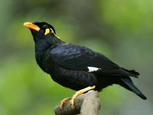 Air Mata Sang Kiai dan Kisah Kematian Burung Beo