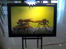 Cantiknya Foto di Pameran Foto Nagoya Citywalk