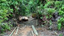 Kepala Desa Tak Berdaya Atasi Penebangan Liar di Hutan Lingga 