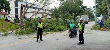 Video: Detik-detik Pengendara Tertimpa Pohon di Batamindo