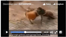 [VIDEO] Duh, Lebah Ini Mabuk, Kawanan Marah Besar