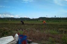 Ciptakan Panen Padi yang Maksimal, Petani Bukit Langkap Produksi Pupuk Kompos