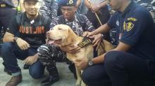 Andro Si Anjing Pelacak yang Mabuk Usai Endus Sabu 1 Ton di Kapal Sunrise Glory