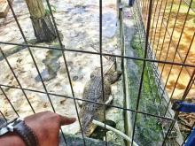 BKSDA Batam Angkut Koleksi Satwa Mini Zoo Kijang, Ada Apa?