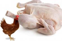 Wah, Harga Daging Ayam Capai 14 Juta Per Ekor