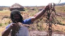 Hujan Es Landa Papua, 11 Orang Tewas, Tanaman Mati