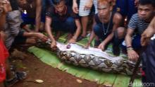 Lokasi Korban Tewas Ditelan Ular Dikenal Angker