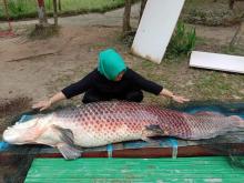 7 Fakta soal Ikan Raksasa Arapaima di Hutan Wisata Mata Kucing