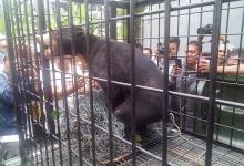 Dilumpuhkan, Ini Beruang yang Resahkan Warga Pekanbaru