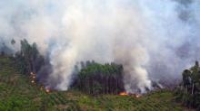 Wah, Ternyata Undang-Undang Perbolehkan Pembakaran Lahan 