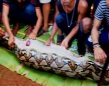 Sebelum Dilahap Ular, Wa Tiba Berpapasan dengan Laki-laki Berpakaian Putih