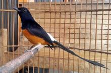 Polisi Gagalkan Penyelundupan Burung Murai Batu dari Malaysia