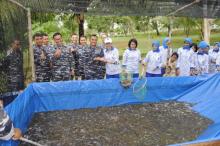 Lanal Dabo Panen Ikan Air Tawar di Kolam Sederhana