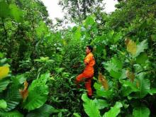 Sejak Pekan Lalu, Nenek Saodah Hilang di Hutan Kawal Bintan