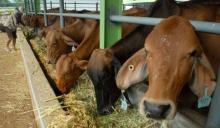 Australia Bakal Bantu Sulsel Jadi Lumbung Daging Nasional