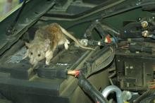 Cara Mudah Mencegah Tikus Bersarang di Mobil