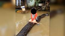 Heboh, Bocah Ini "Tunggangi" Ular Piton Sepanjang 6 Meter