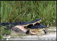 Video Buaya Tercekik Telan Kura-kura