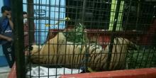 Penyebab Harimau Sumatera Serang Manusia, Mangsanya Habis Diburu