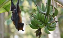 Pakar Kesehatan Ingatkan Waspada Ancaman Virus Nipah