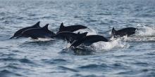 Lumba-lumba Mati di Pantai dengan Ekor Putus dan Mulut Hilang