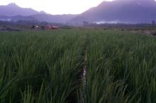 Sejumlah Desa di Lingga Timur akan Buka Lahan Sawah dan Tambak 