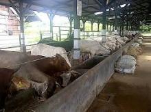 Kuota Impor Sapi Diperkirakan 700 Ribuan Pertahun. Cukupkah?