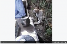 [VIDEO] Seekor Kucing Minta Makan dengan Sopan Bikin Heran Pengguna Medsos