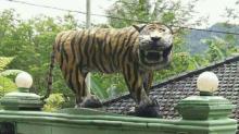 Macan Lucu Diabadikan dengan Game Cisewu Roar