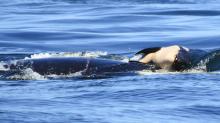 17 Hari Berduka, Paus Pembunuh Ini Akhirnya Lepas Bangkai Bayinya di Laut