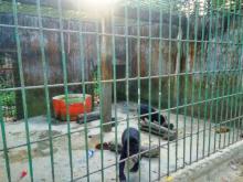 Tahun Depan, Koleksi Satwa Ini Takkan Terlihat di Mata Kucing