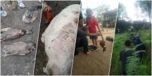 Misteri Pengisap Darah Ternak di Tapanuli Utara Belum Terpecahkan