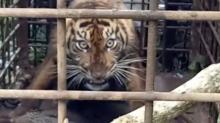 Bikin Resah Warga Kabupaten Solok, Seekor Harimau Ditangkap