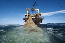 Illegal Fishing di Natuna Marak Karena Kebijakan Menteri Edhy Tak Segarang Susi?