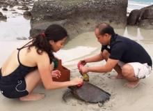 Tiga Penyu Terdampar di Lagoi Gegara Limbah Minyak Hitam