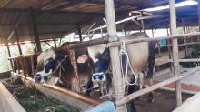Jamli dan Ali Qurban Pastikan Hewan Ternak Sehat dan Layak dengan Harga Terjangkau