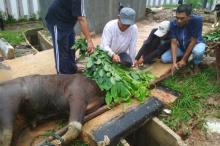 Kejari Batam Bagikan Daging untuk Warga dan Panti Asuhan