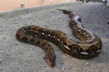 Wanita di Sultra Tewas Dililit Ular Usai Pulang dari Kebun
