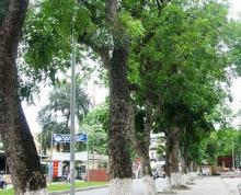 Ratusan Pohon Khaya Ditanam di Batam, Ini Lokasinya