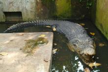 Buaya Sepanjang 5 Meter Kabur Dari Kandangnya, Ini yang Akhirnya Terjadi