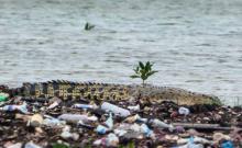 Dari Mana Buaya-buaya Liar di Batam Berasal?