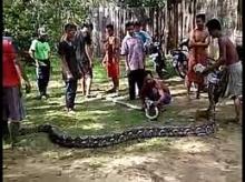 2 Ular Sanca Ditangkap di Jambi, Salah Satunya Panjang 8 Meter