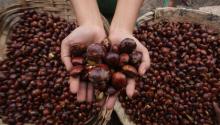Harga Jengkol Meroket, Kemendag: Beri Kami Waktu, Kami Analisis Dulu