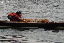 Luar Biasa, Wanita Ini Bawa Harimau Terluka Seperahu Dengannya