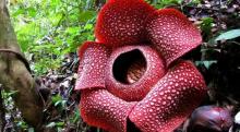 Bunga Rafflesia Terbesar Mekar Saat Hari Valentine