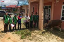 Semarak Idul Adha, PT. Timah Bagi 45 Ekor Sapi ke Warga Karimun