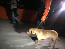 Anjing Pelacak Keletihan Cari Sabu di Kapal Win Long, Dua Ekor Lagi Bakal Didatangkan 